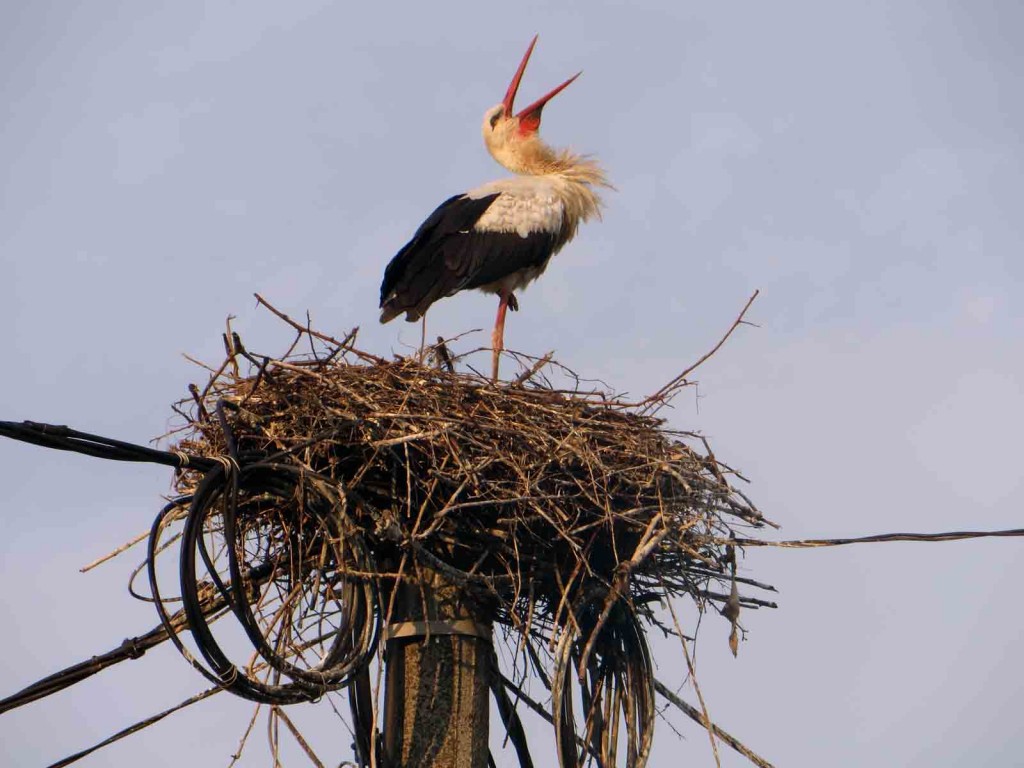 storch